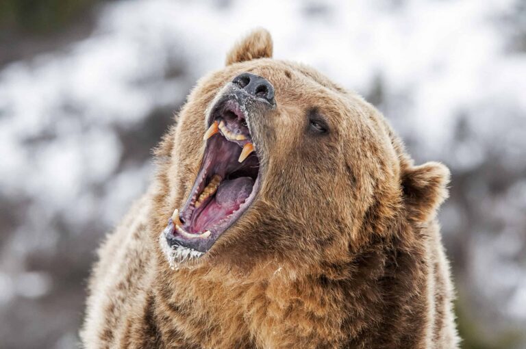 grizzly bear roar