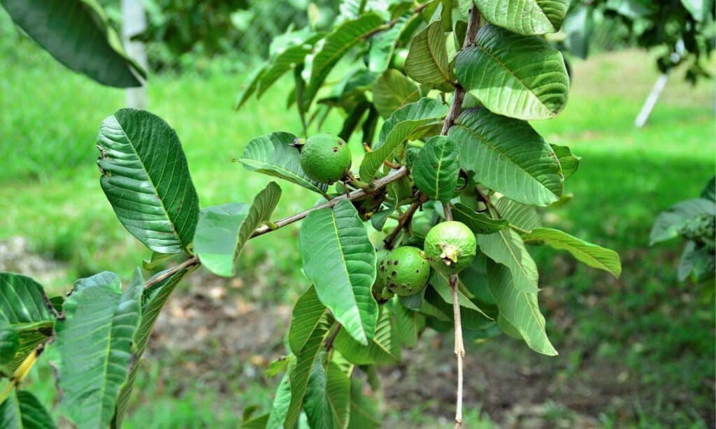 arbre de gauva avec des fruits