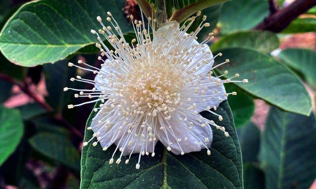 closeup guava flower