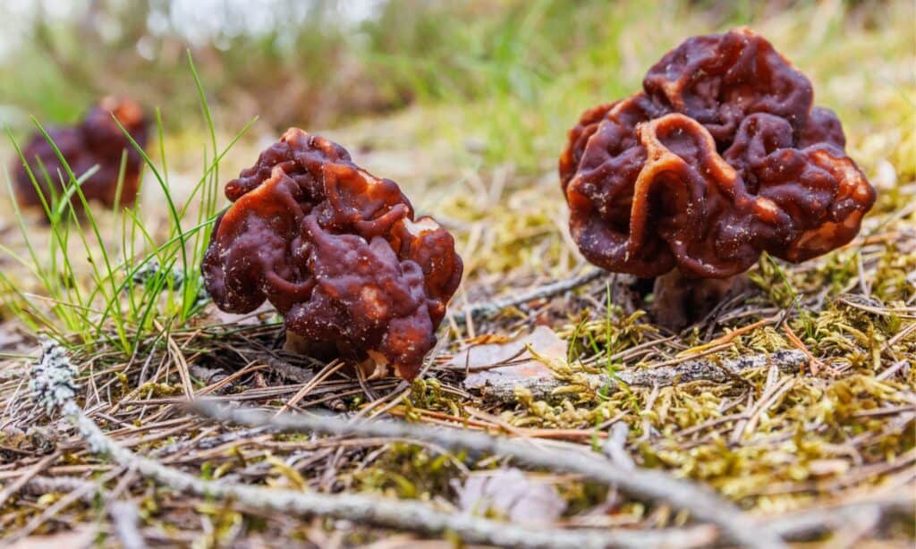 Gyromitra esculenta, false morel mushrooms like sandy soils in conifer forests 