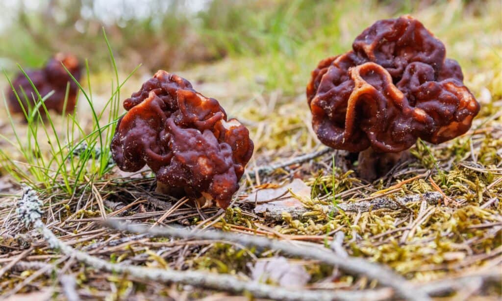 false morel mushrooms