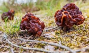 4 Mushrooms That Look Like Morels Picture