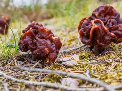 A 4 Mushrooms That Look Like Morels