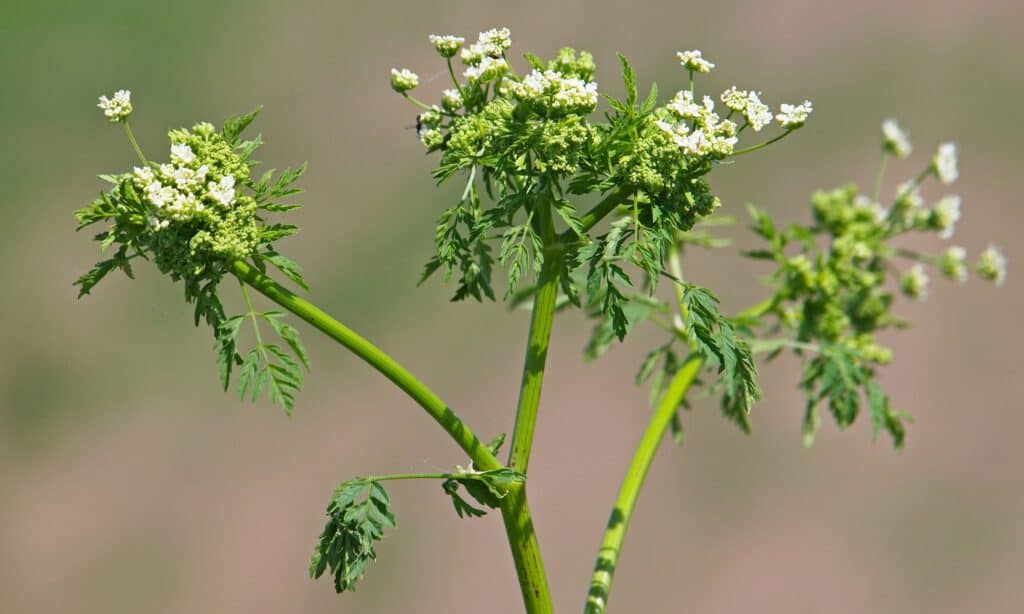 poison hemlock plant