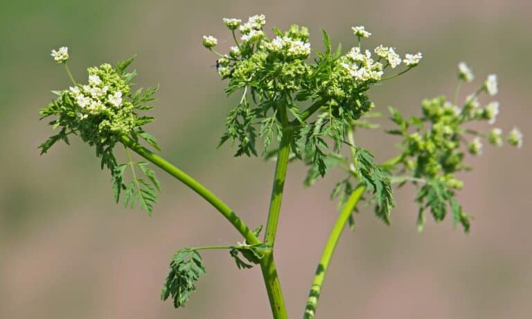 poison hemlock plant