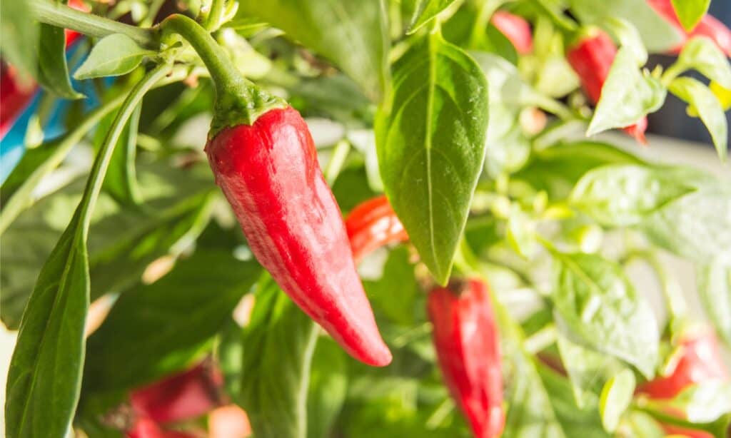 cayenne pepper plant of 30,000-50,000 Scoville units