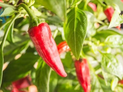 A Cayenne Pepper vs. Red Pepper: Is There a Difference?