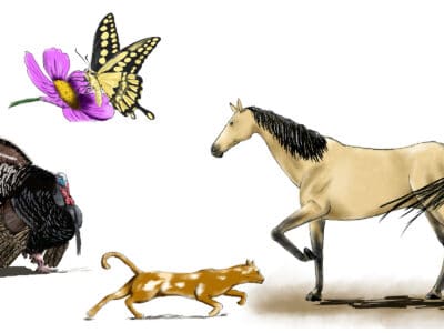 A How To Draw Different Animals, Plants, and More