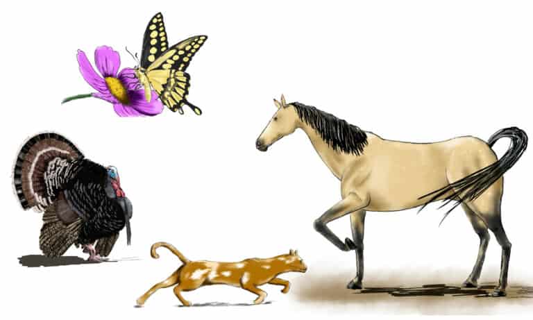 Learn to draw animals, plants, and more