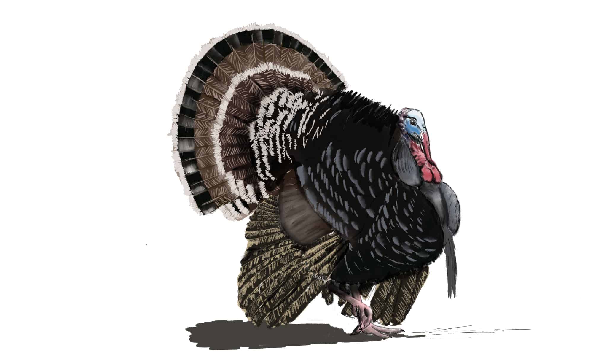 wild turkey color drawings