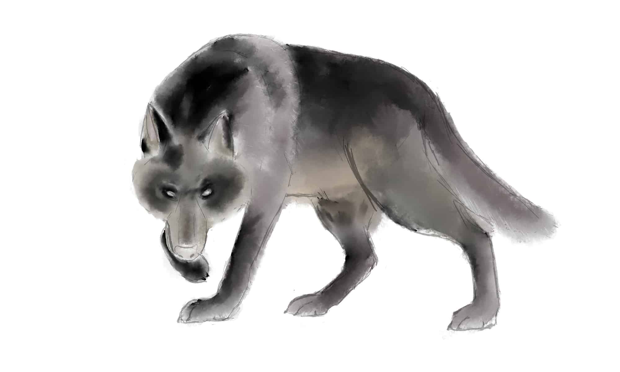 How To Draw A Wolf in 8 Easy Steps - A-Z Animals