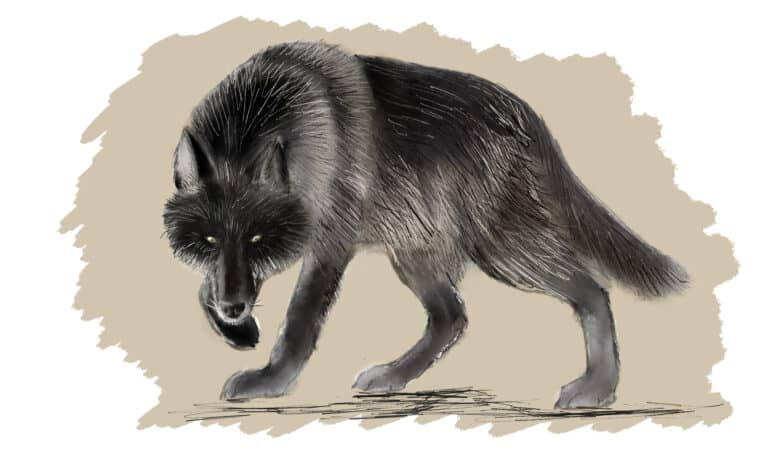 Finish your wolf drawing