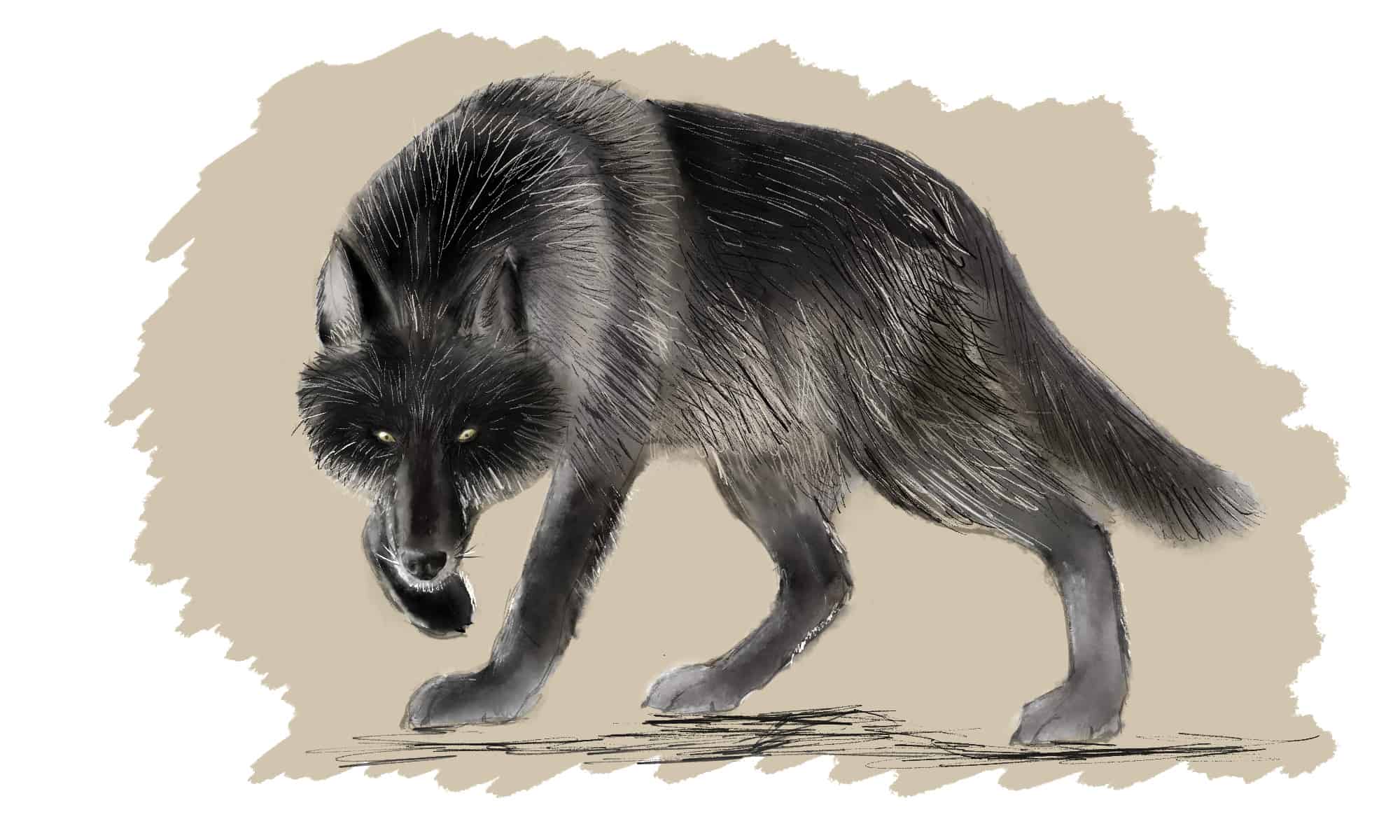 How To Draw A Wolf in 8 Easy Steps - AZ Animals