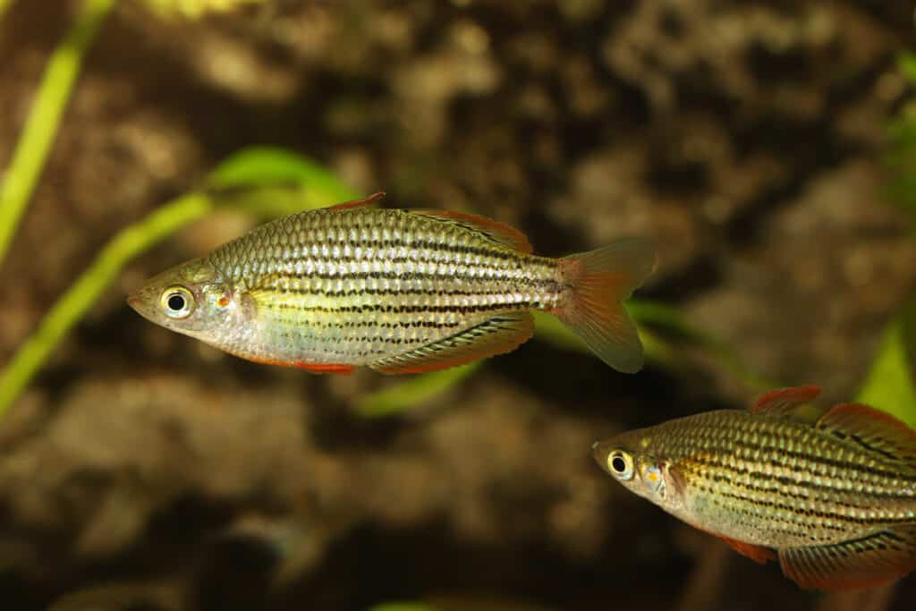 Redfin Dwarf Rainbowfish Aquarium fish  Melanotaenia maccullochi