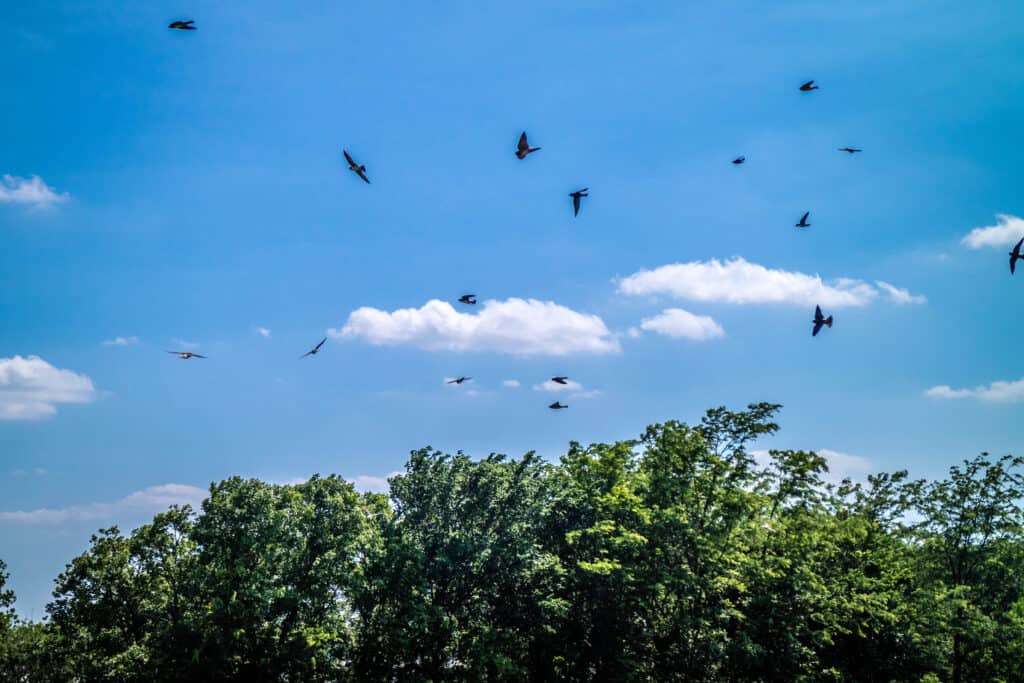 Black Birds roaming around in Tishomingo National Wildlife Refuge, Oklahoma
