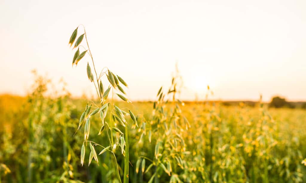 Oat - Crop, Agricultural Field, Foraging, Green Color, Straw