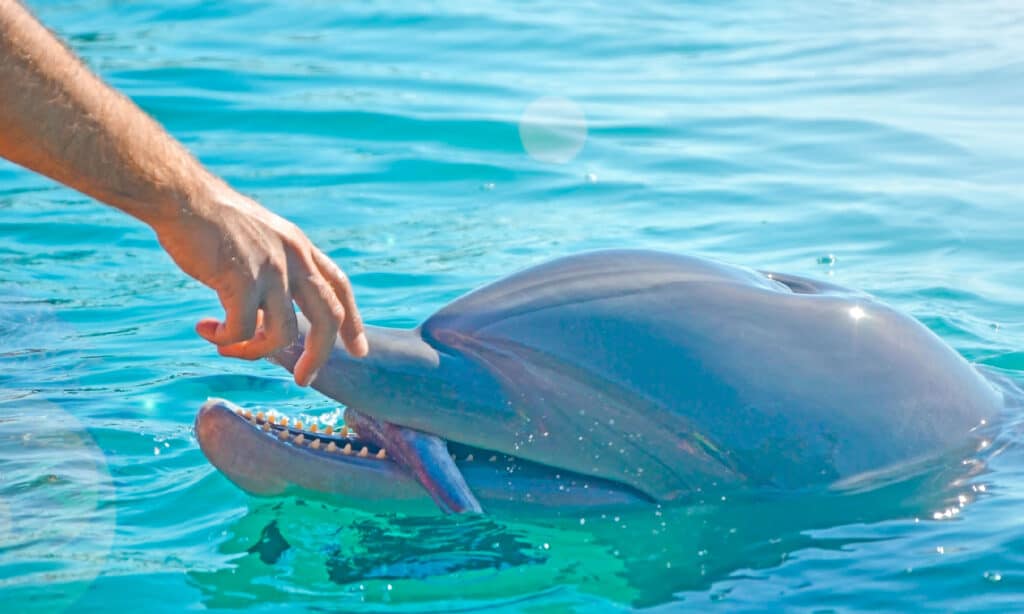 Dolphin, Eating, Adult, Animal, Atlantic Ocean