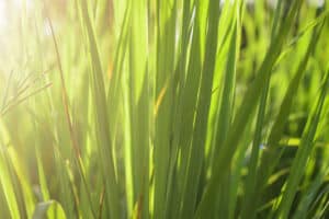 Is Lemongrass A Perennial Or Annual? Picture