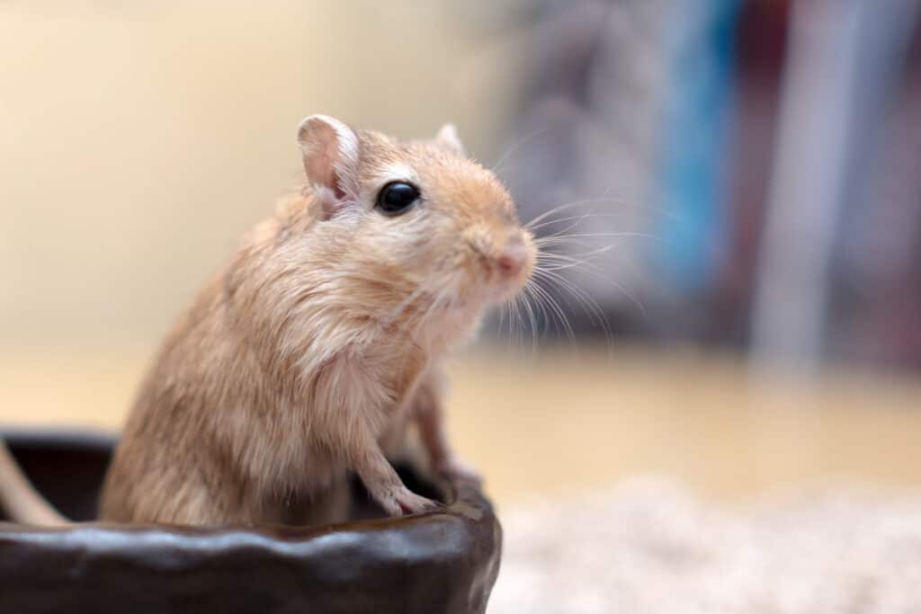 Are Gerbils Nocturnal 
