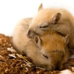 Gerbils are the cutest animals ever. They love to cuddle, play and sleep together. They cannot be separated. They make excellent pets.