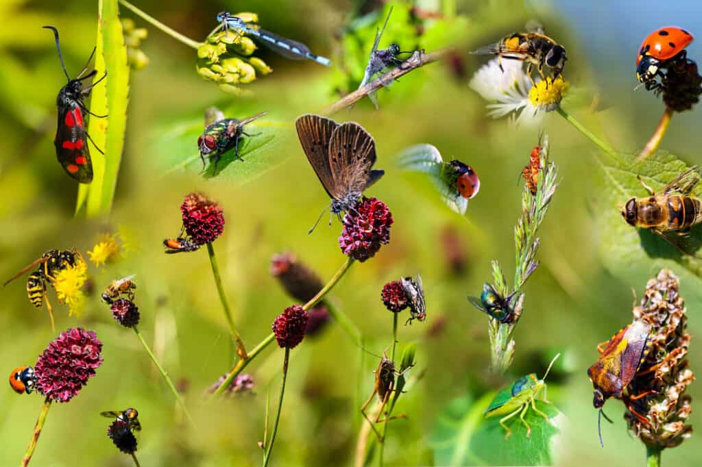 Insect, Bee, Butterfly - Insect, Flower, Image Montage
