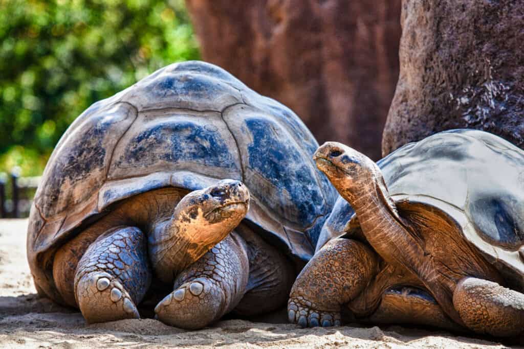 Galapagos Islands, Turtle, Tortoise, Animal, Discussion