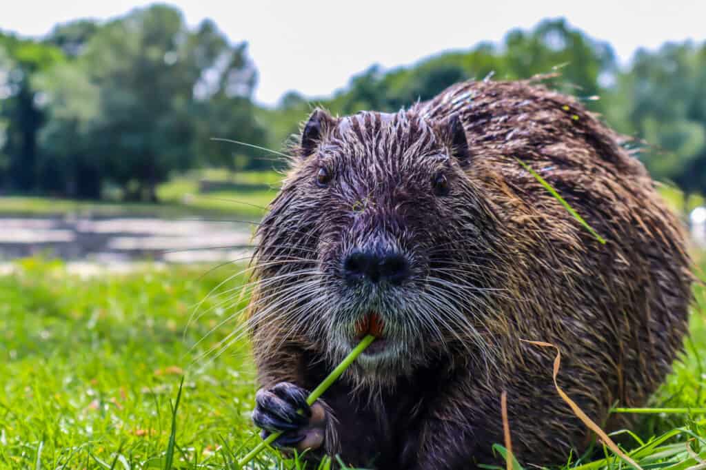 Muskrat (Ondatra zibethicus) eating a plant.