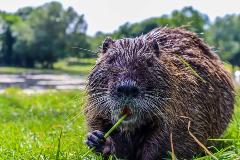 Watch as a Family of Enraged Muskrats Team Up on a Snake AZ Animals