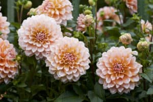 When Do Dahlias Bloom? Discover Peak Season by Zone Picture