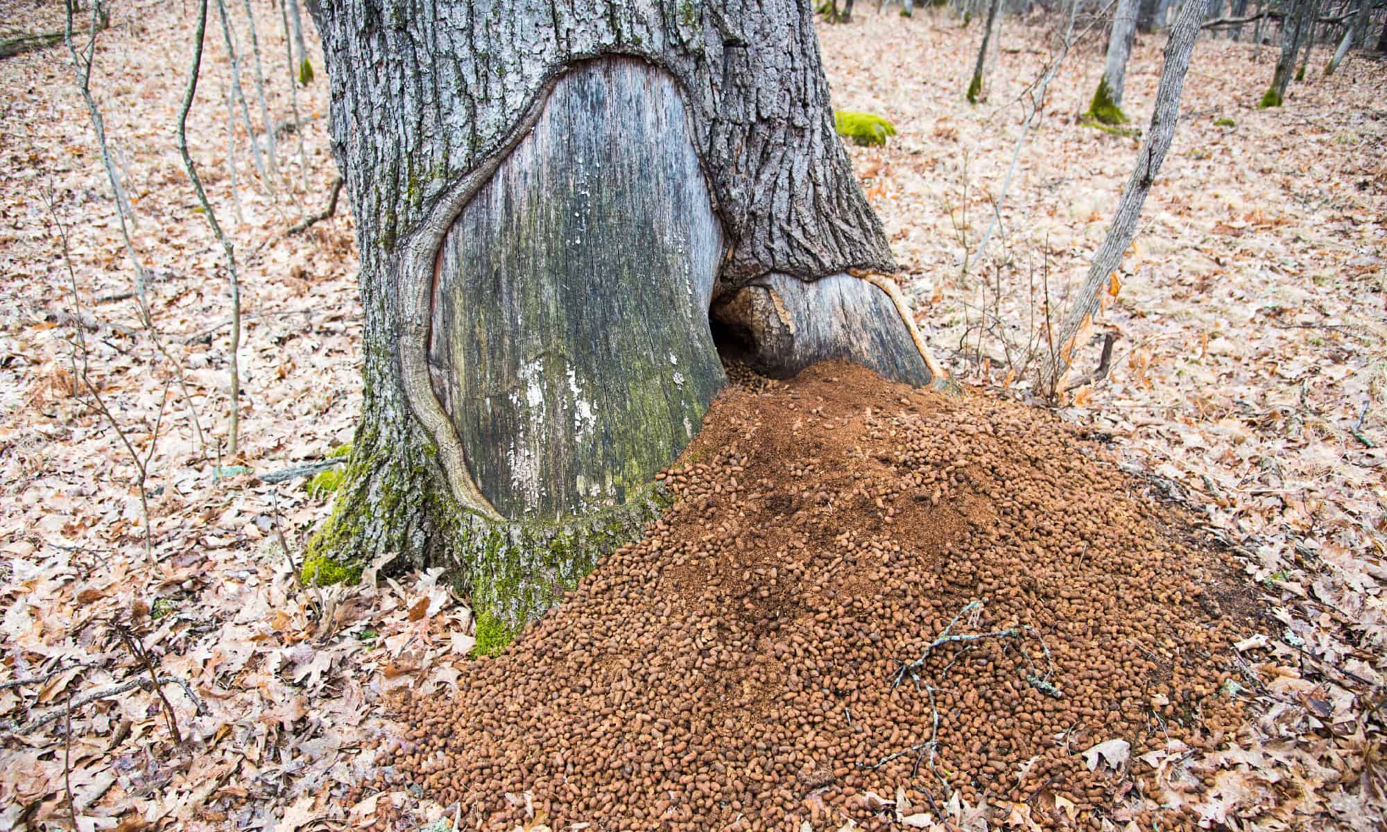 porcupine-poop-everything-you-ve-ever-wanted-to-know