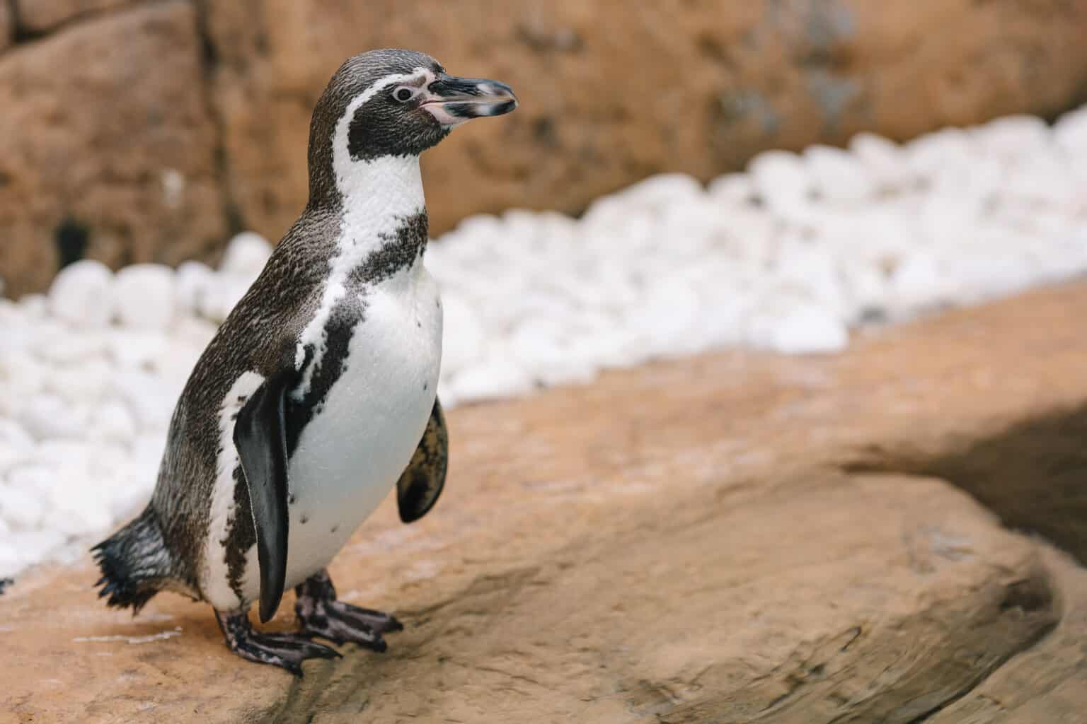10 Notable Facts About Galapagos Penguins - A-Z Animals