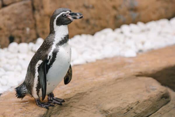 Peru, Antarctica, Chile, South America, Galapagos Penguin