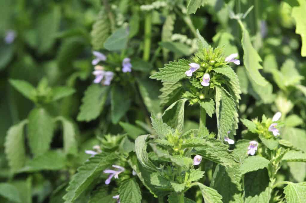 frame filled with lemon balm leaves 