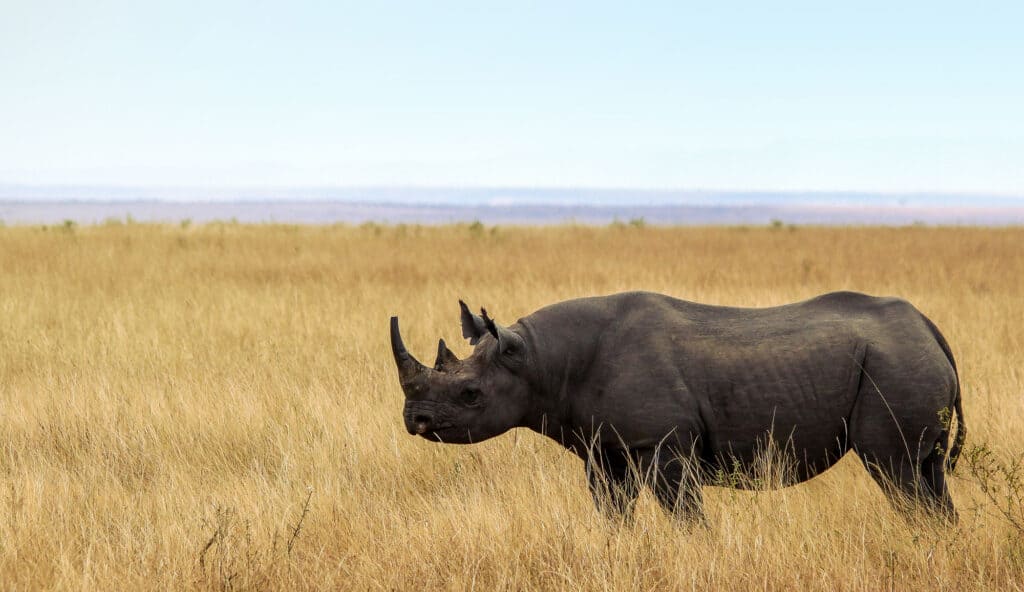 black rhino, rhino, savannah, tanzania, animal