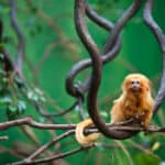 Tamarins