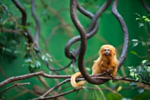 10 Incredible Golden Lion Tamarin Facts Picture