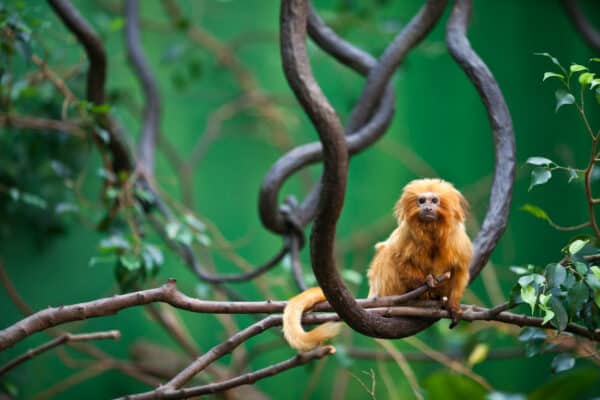 The Golden Lion Tamarin is an endangered species of New World Monkey that lives in Brazil.