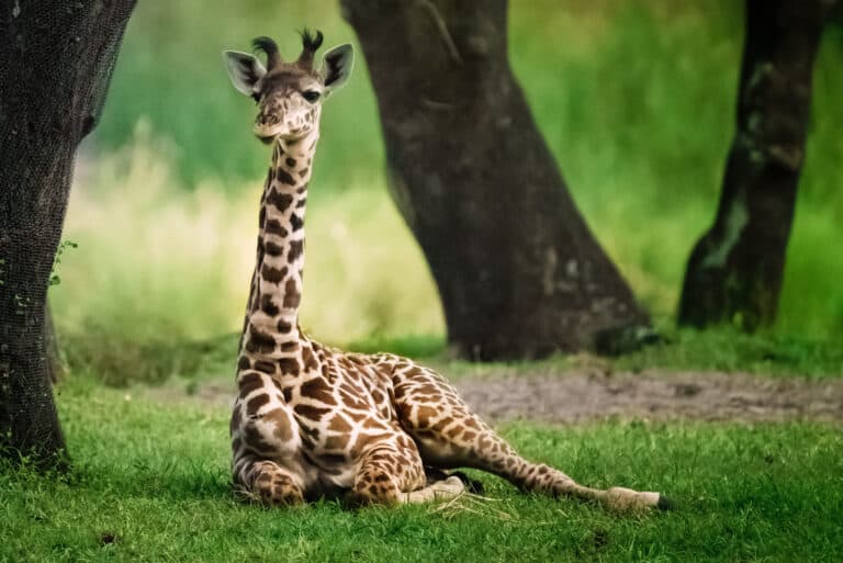 baby giraffe