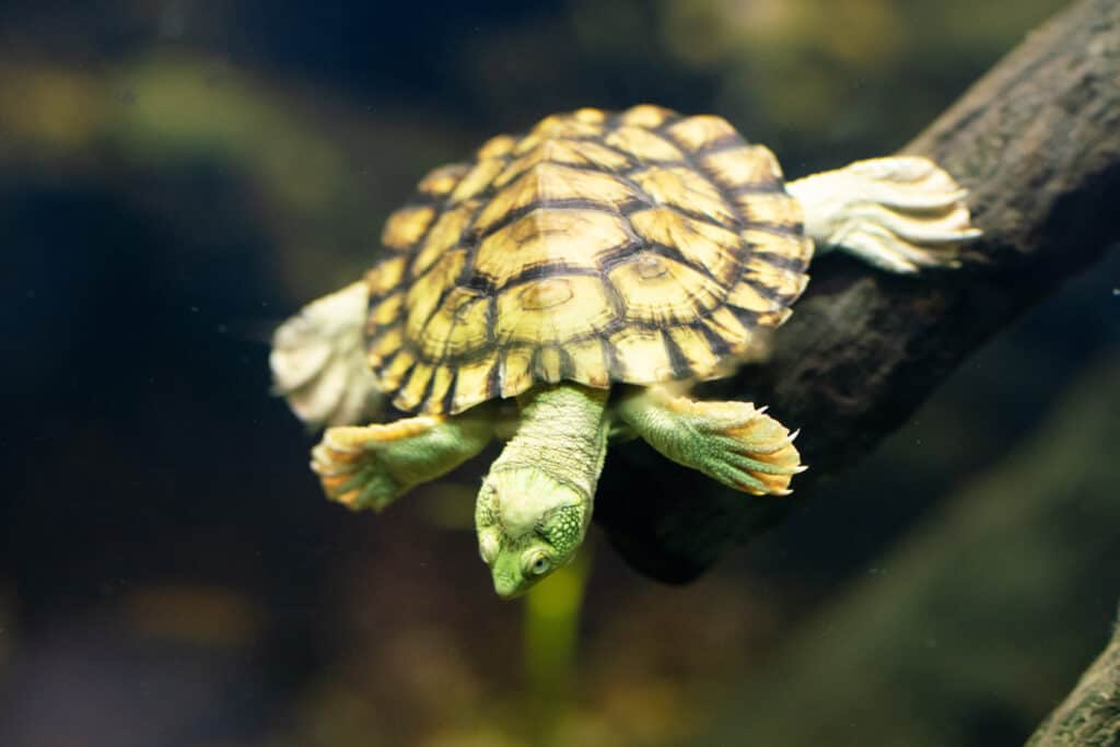 10 Incredible Snapping Turtle Facts - A-Z Animals