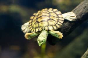 15 Awesome Turtles in Australia photo