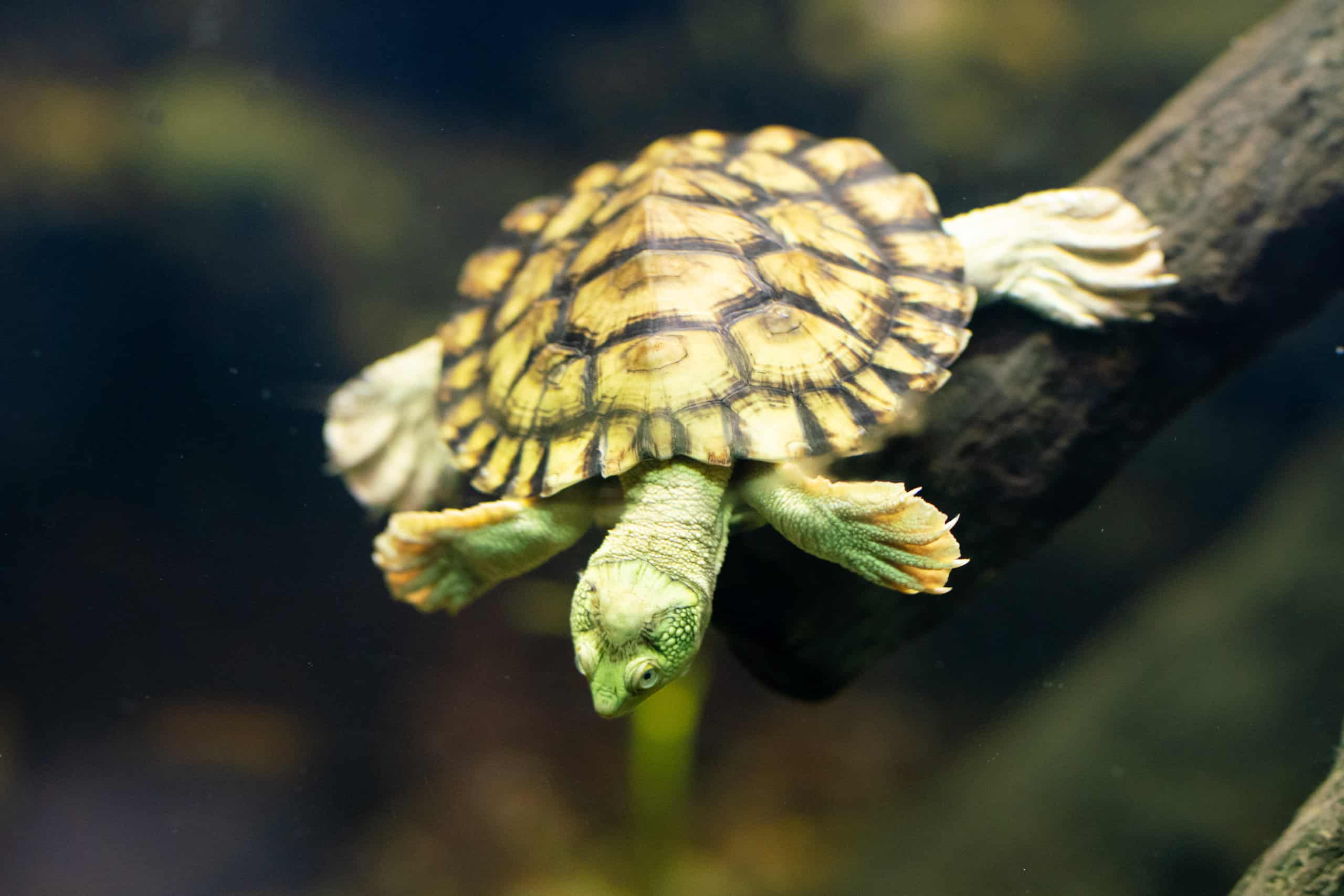 15 Awesome Turtles in Australia - AZ Animals