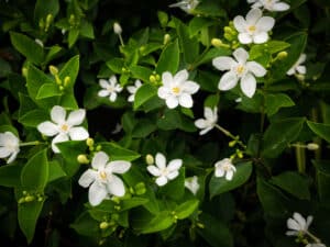 Gardenia vs Jasmine: What Are The Differences? Picture