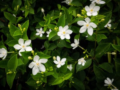 A Gardenia vs Jasmine: What Are The Differences?
