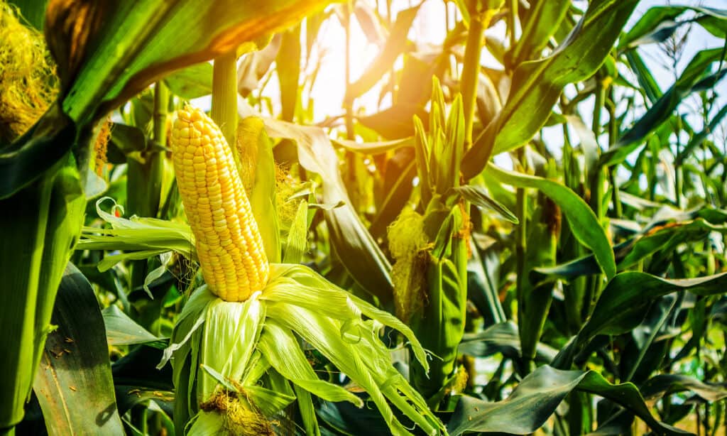 Corn - Crop, Corn, Agricultural Field, Sweetcorn, Agriculture