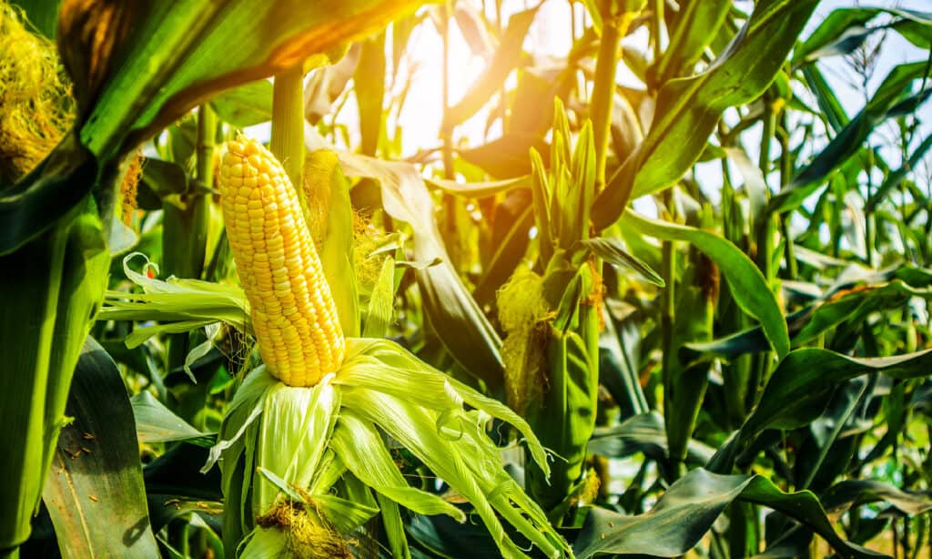 can dogs eat sweet corn husks