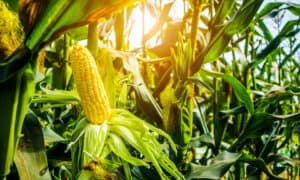 Sweet Corn vs. Field Corn Plant: What’s the Difference? Picture