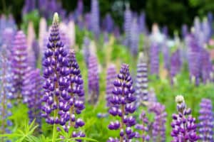 5 Purple Perennial Flowers Picture