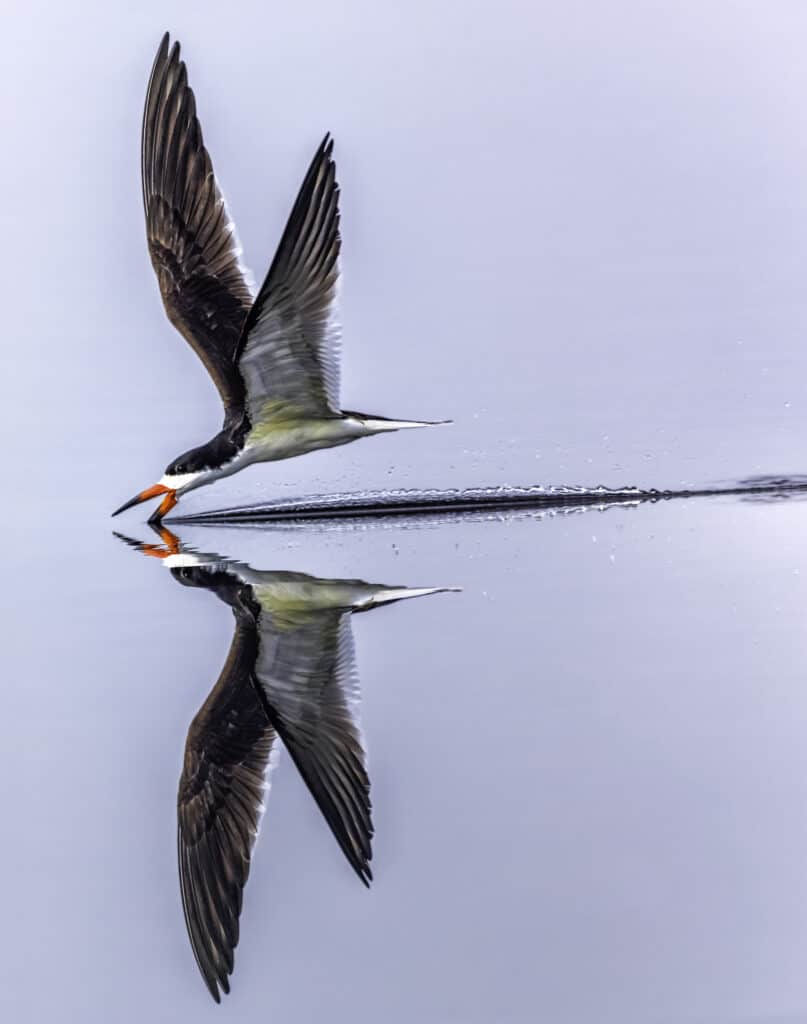 Black Skimmer Skimming the surface of the water