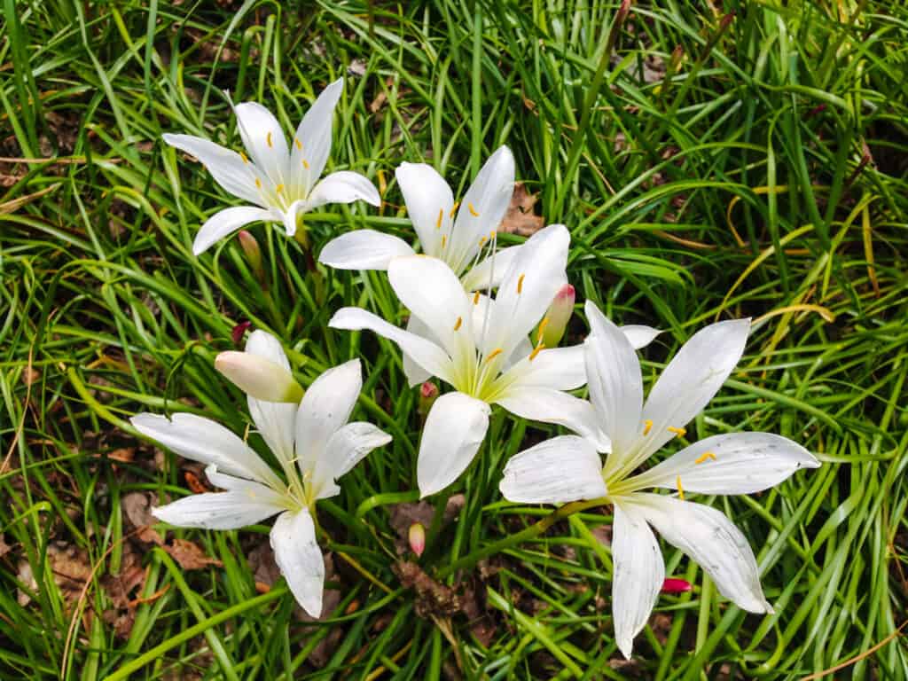 Blossom, Bunch, Bunch of Flowers, Close To, Colors