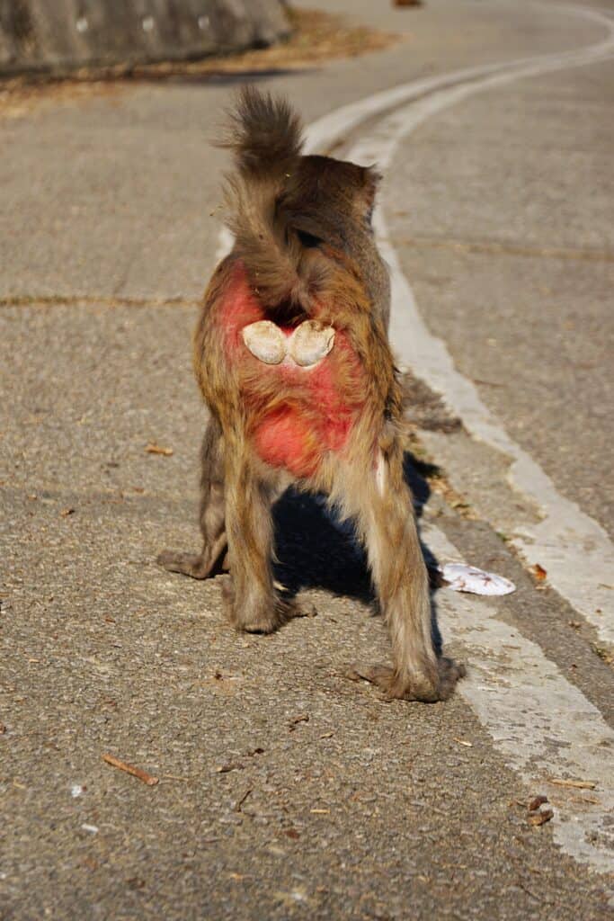 Un macaque rhésus affiche sa crosse rouge alors qu'il marche sur une route